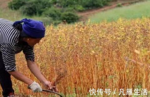 荞麦|洋葱靠边站,它才是血管“清洁工”,血管干净,血栓“躲着走”