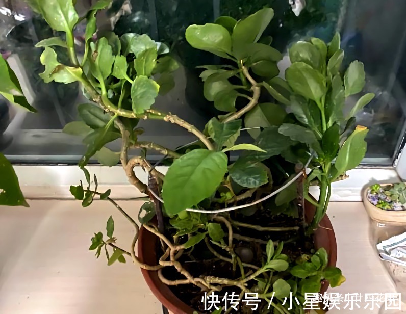 大花球|6种花，长高就“变丑”，株型低矮才“漂亮”，要舍得剪！