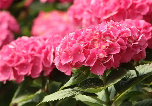 美爆阳台的3种花,花朵又美又香,四季开不停,养护容易,还很耐热