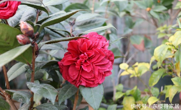 冬天常见的4种“年宵花”别停肥,养不好都是“缺肥”导致的!