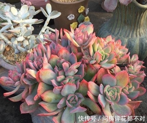 养多肉绮罗,冬天冻一冻,上色美长满盆,谁见了都夸美!