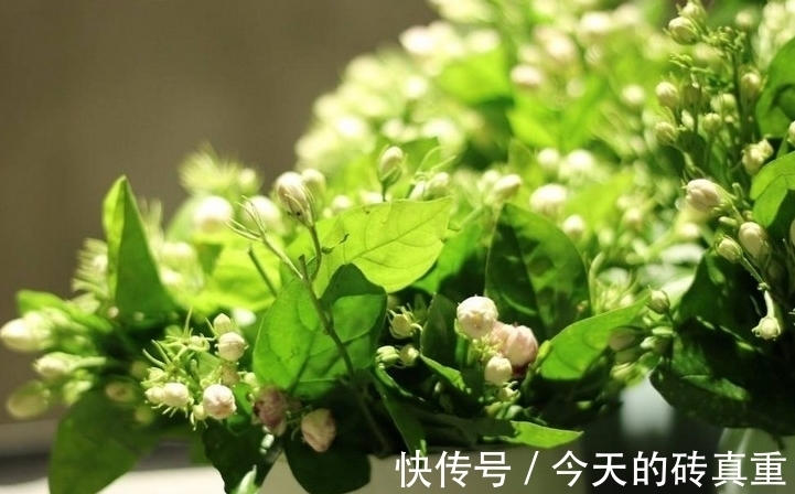 水溶肥|茉莉花黄叶怎么办,找准原因简单一步,叶片绿油油