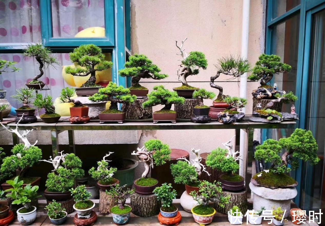 果皮|橘子皮养花妙招分享,除了这3种用法外,你还晓得哪些?