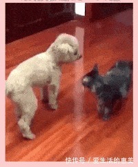 |搞笑GIF趣图:下次再也不去你家了,真特么危险