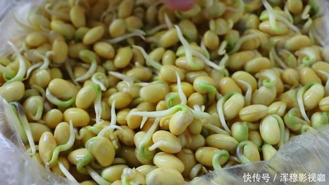豆芽不用花钱买,用一个塑料袋就够了,一茬接一茬,安全靠谱
