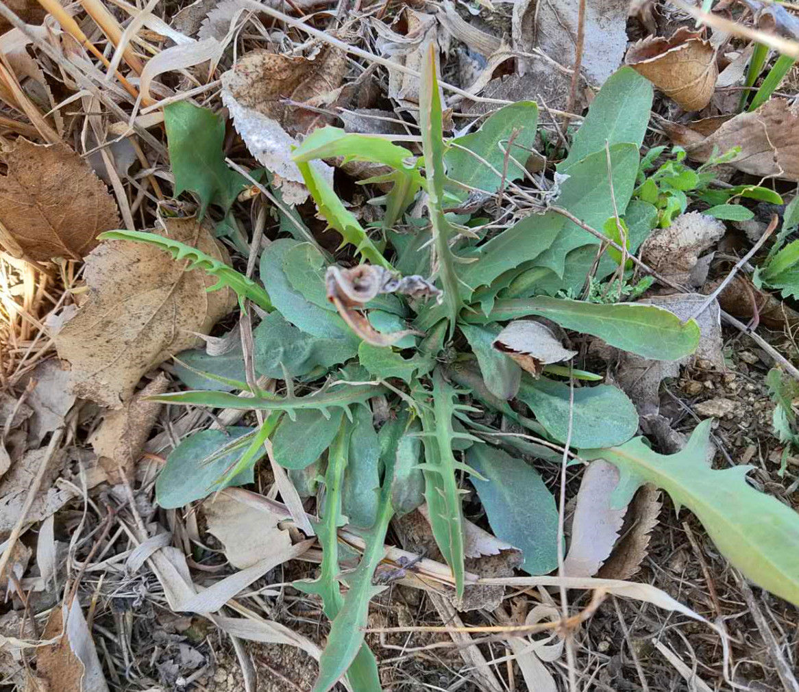 一样是苦菜,“大叶”和“小叶”有何区别知道以后别再乱买了
