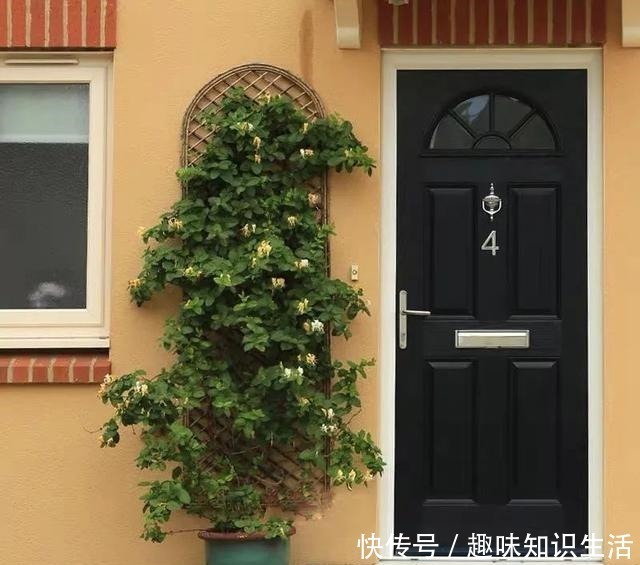 肥沃|人养花、花也养人,医生喜欢养的八种花,家里养一盆,清雅又健康!