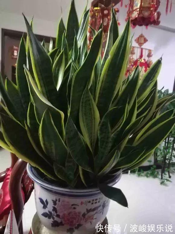 新芽|虎尾兰盆里加点2种“液体”,新芽不断,叶子挺拔,开花特香!