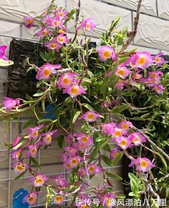 花姿|6种兰花爱开花，一开就变成“花瀑布”，太美了！