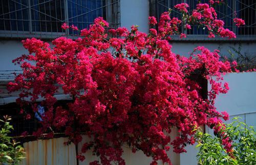 月季花|适合6月种植的花,35℃的高温照样生机勃勃,开花美好养护