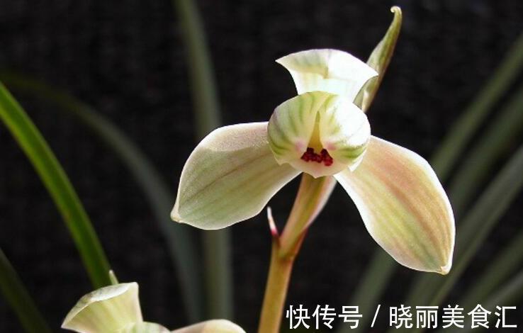 让春剑兰花姹紫嫣红,妩媚婉丽有什么妙方,你了解过嘛