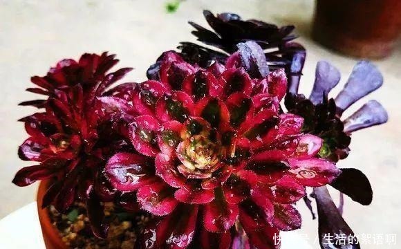 大饼|多肉有“三怕”，避开不易摊大饼，窜新芽上色快，养成群生老桩！