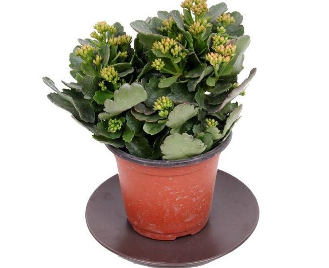 酸二氢钾|冬天最适合养以下几种花,好养又易爆盆,零下的温度也冻不死