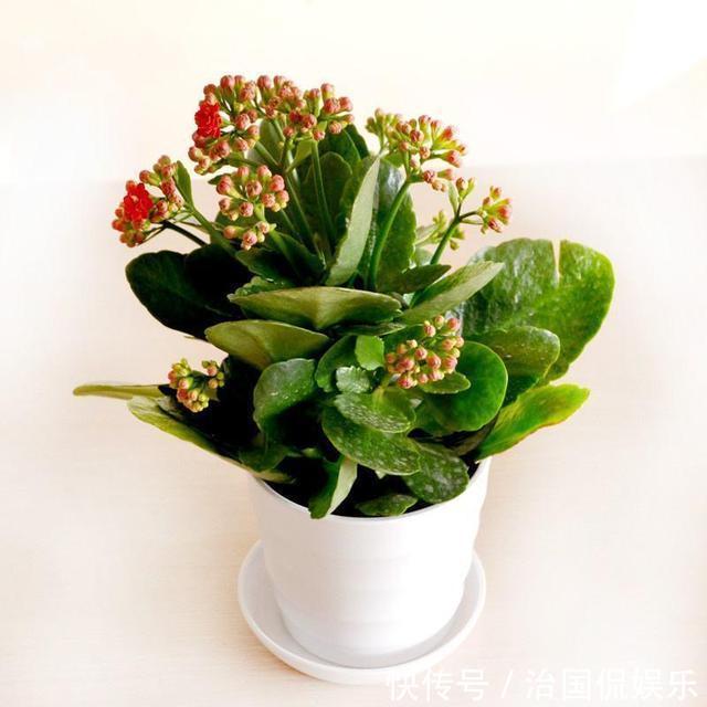 夏天|夏养长寿花,这几件事不要做,烂根黄叶都避免,还能长新叶