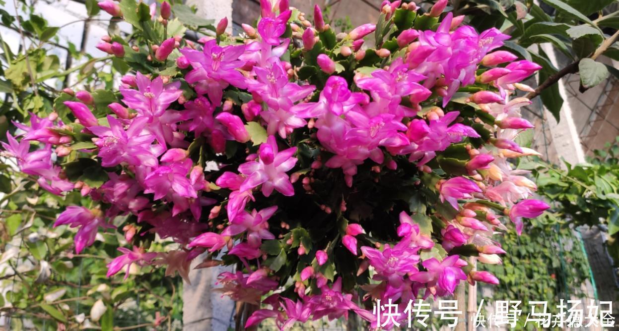 蟹爪兰二次开花小技巧，好多人都不知道，原来只要简单3步就可以