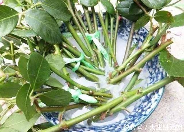 硫酸亚铁|4种药片过期了不要扔,养花用一片,杀菌消毒、防黄化、促生根