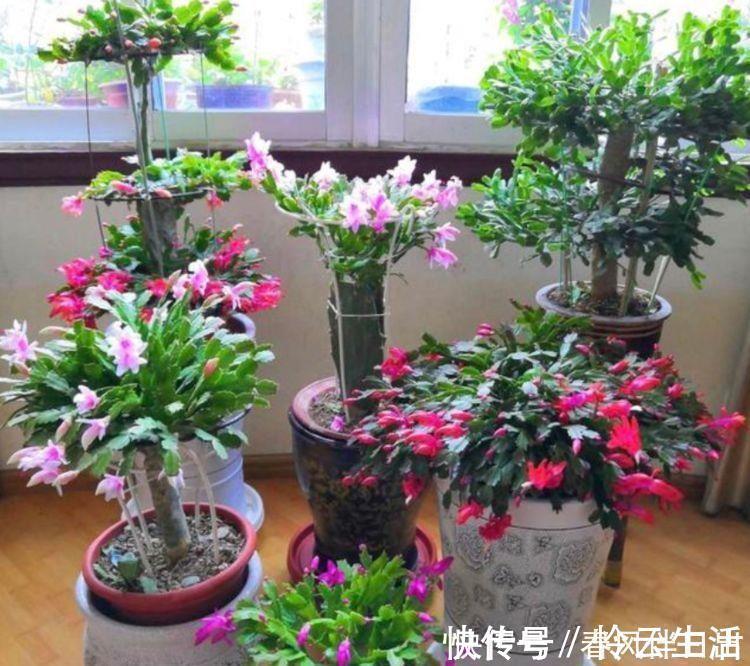 家养几种植物,阳台开出花海,花色繁多易爆盆,娇艳欲滴美极了