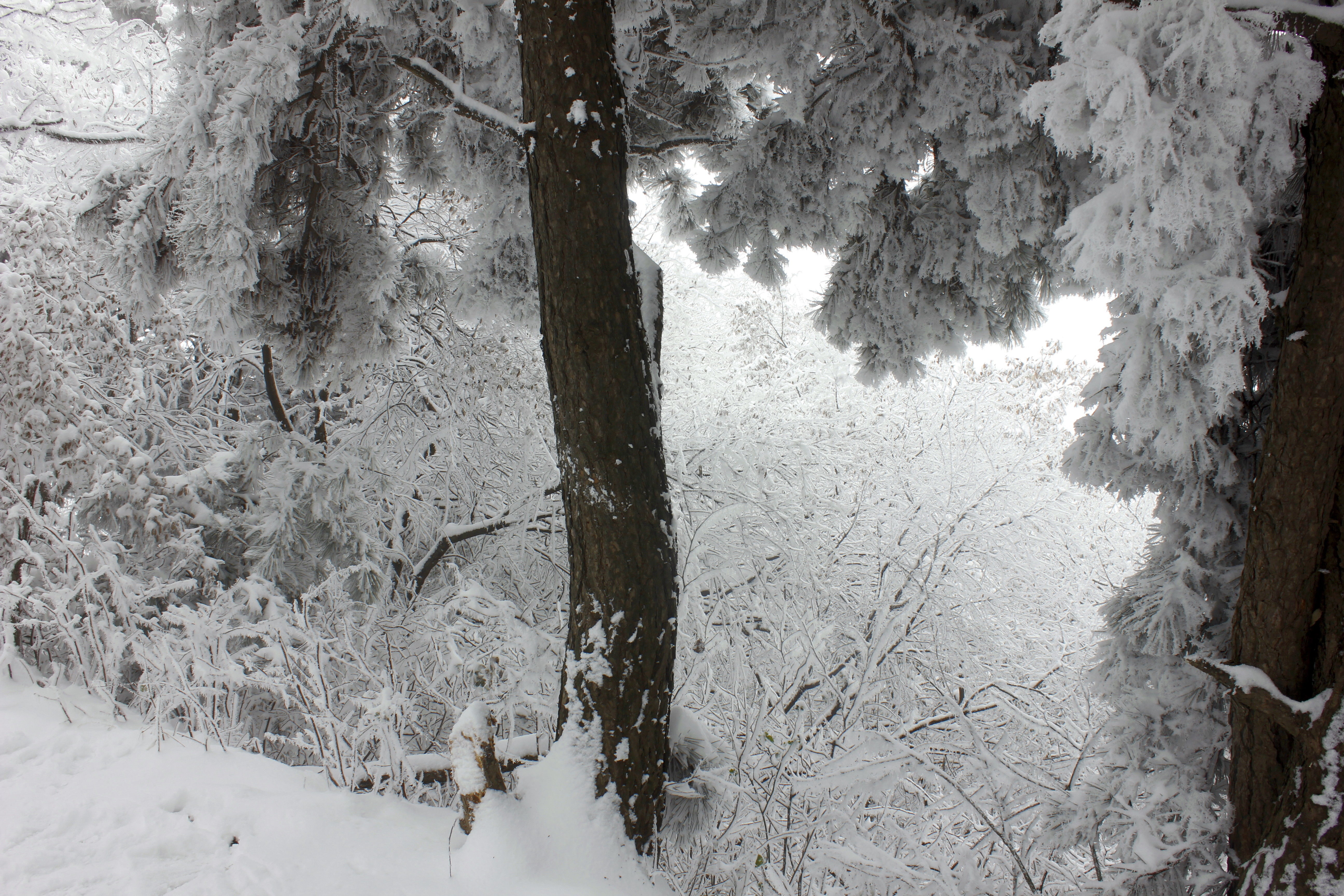 征集|【年末福利征集】雪后南五台幸遇云海