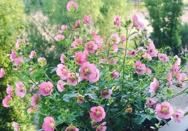 新手养花,不如养盆花中精品“冰雪皇后”,蓝色精灵,如痴如醉!