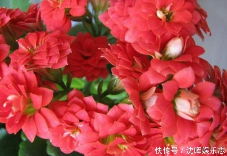 旺运花|4种旺运花，吉祥添富贵，花朵多又艳，直接变成“小花园”！