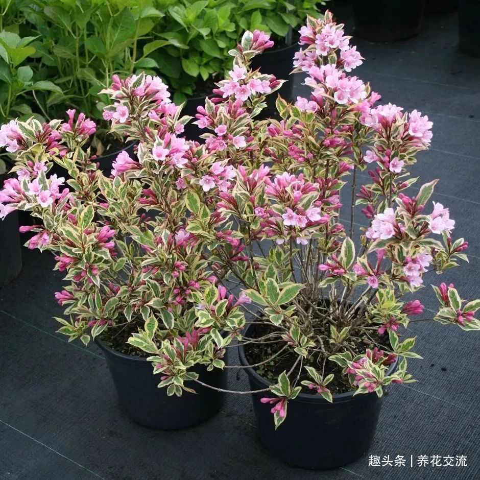 耐寒|13种耐寒的盆栽花卉,零下20多度可存活,大部分南方也能种