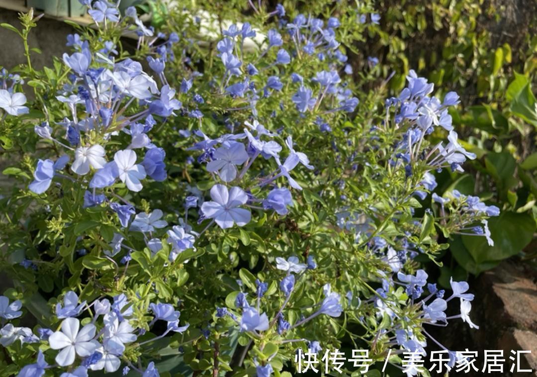 浇水|入冬修剪,这9种花,剪错不开花、杆子会枯死