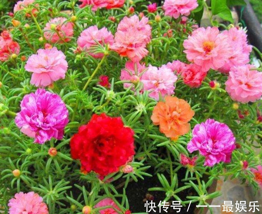 院子里养4种花,开花锦簇,烂漫多姿,美的像花园