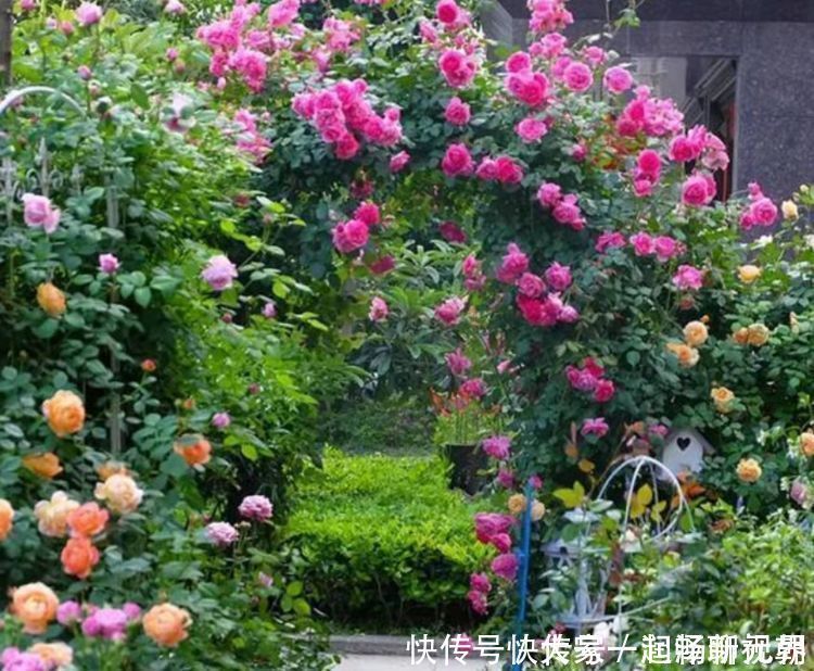 风铃草风铃草|4种花特适合养阳台,美的出奇,花量大花期长,给点水就疯长!