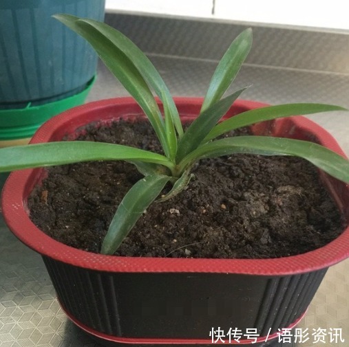 知道养花的三大要素是什么吗如果不懂得话,什么花也养不好