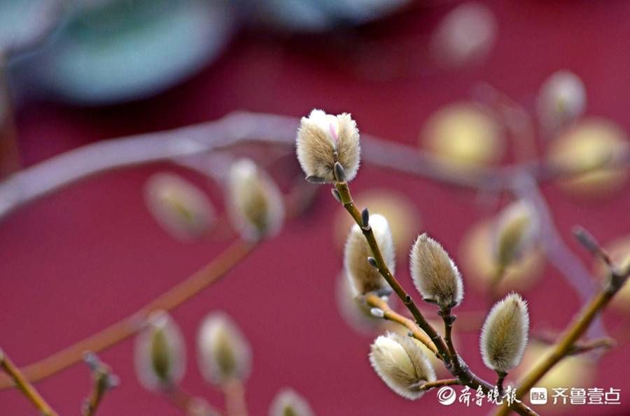 齐鲁晚报|2月13日最佳情报｜赏春色满园、分享自制美食，恭喜壹粉获奖