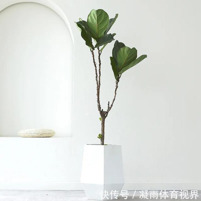 幸福树|2021年最流行的客厅花卉植物,看看哪种最适合你家