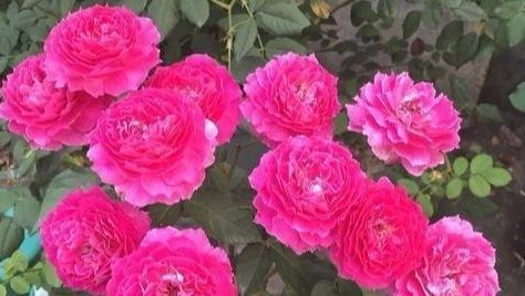 非常奇特的月季花，花色桃红艳丽，花瓣边缘波浪形，好看又好养