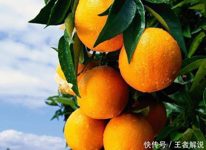 忌口|吃了橙子后，是需要忌口的，牢记别碰“此”食物，不然毁了健康！