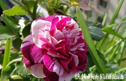 新手养花,就养堪比“开花机器”,比牡丹艳,比木香花还香的花卉