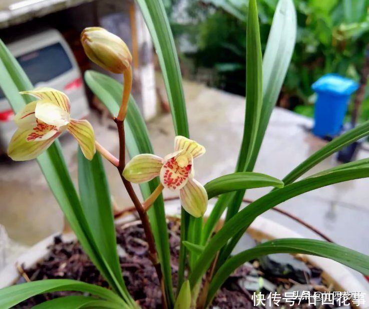 兰花施肥,掌握1句“口诀”,新芽“蹭蹭”冒,花朵“呼呼”开