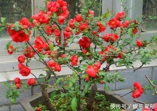 家中有3种花卉盆栽，趁早搬到阳台上晒一晒，枝叶越长越旺盛