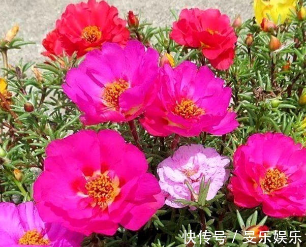 太阳花|喜欢在家中养花,就选择5种花卉,花色绚丽,优雅妖娆,非常美