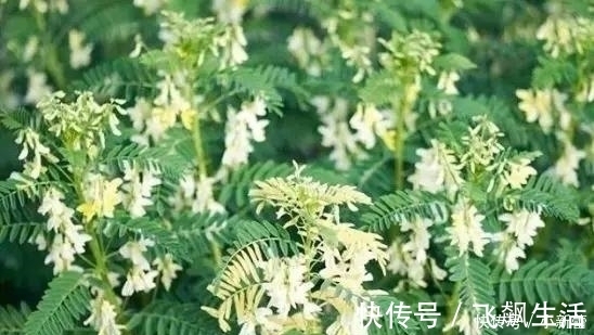 黄芪|黄芪和它们不可同吃，轻则中毒重则致癌，中医道一定要谨记