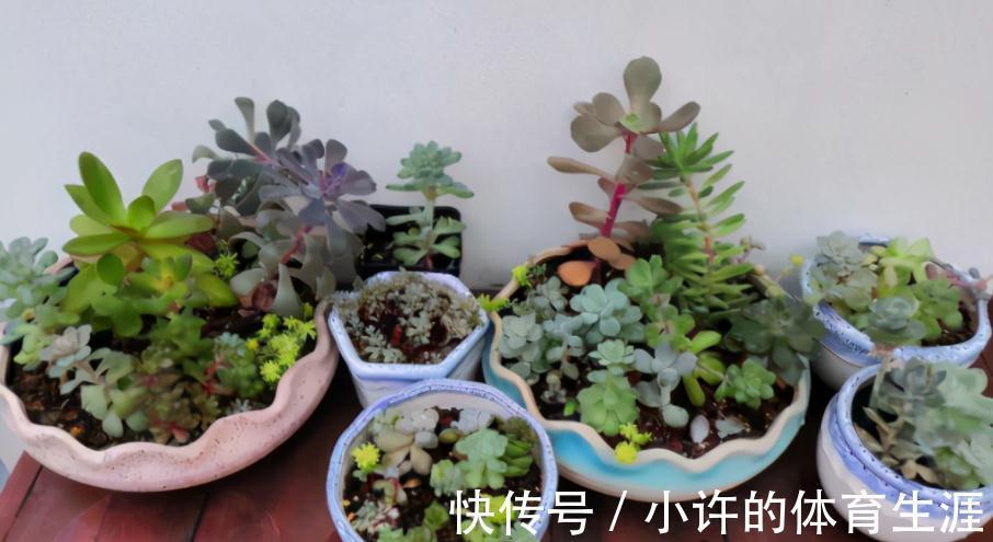 家中该常备这种磷钾肥,养花能催花,盆栽则可改变土壤酸碱性