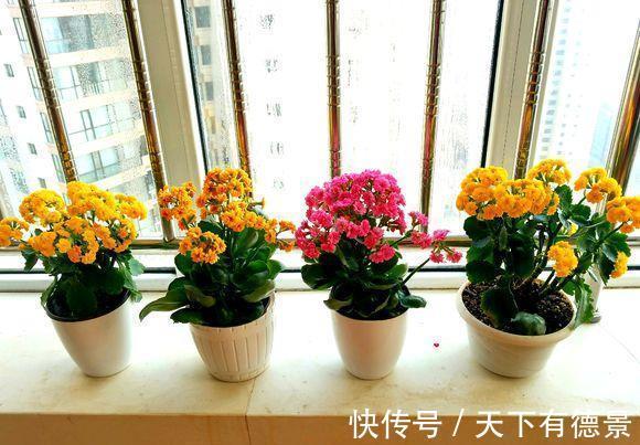 绿萝|一场秋雨一场寒，秋雨后适合扦插6种花，爱生根，爱生长