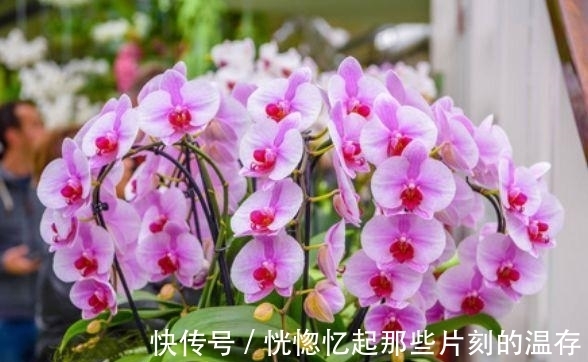 4种“漂亮花”,好打理,易爆盆,招财又纳福,谁养谁喜欢