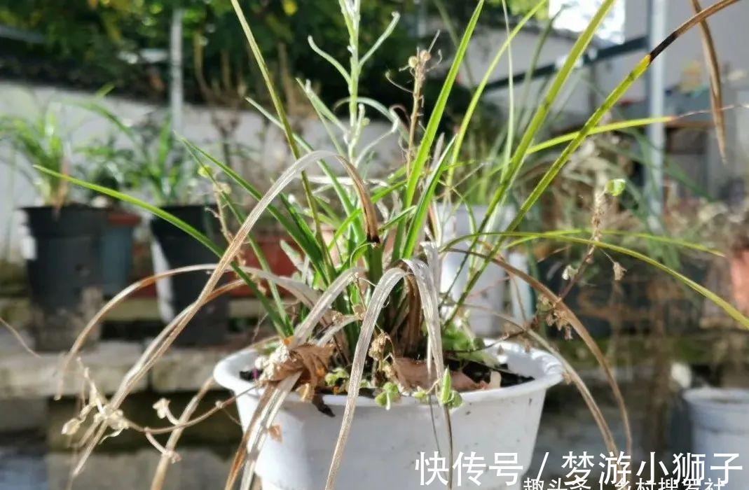 这样的兰花，还能恢复生机？兰友都不敢相信了