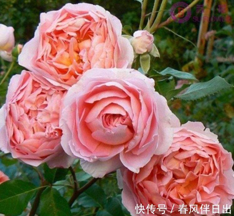 家里要养4种花,开花吉祥喜庆,看了就让人沉醉,年年开花不断