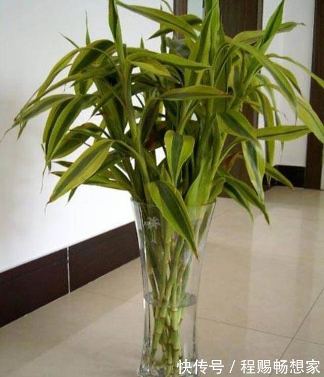 在家养富贵竹,学会自制“透明水”,浇花盆里,半年窜到1米高!