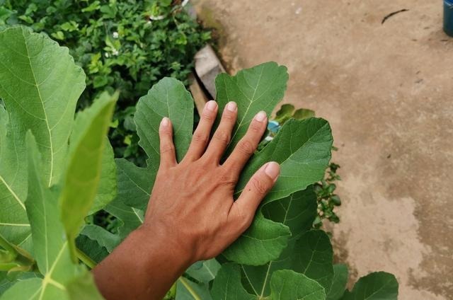 无花果品种,意大利蜜(绿)介绍