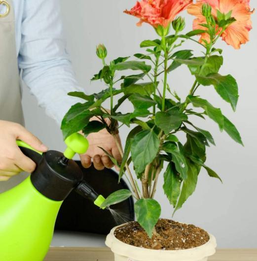 这些“老话”通俗易懂,能叫养花人少走弯路