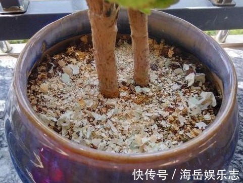 长寿花蟹爪兰|养长寿花、蟹爪兰,就用“2种”好东西,花芽猛窜,轻松爆满盆!
