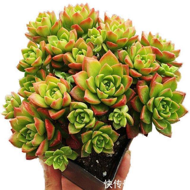 6种“懒人花”可真皮实,一个月不浇水,太阳越晒,开花越泼辣