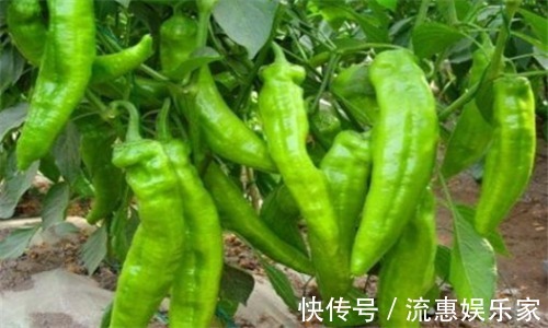 三七花|想长寿要会吃,多吃3种食物,清肠排毒,降压减脂,养护血管