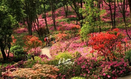 东湖杜鹃万花吐蕊，马鞍山磨山两大花海美艳绽放